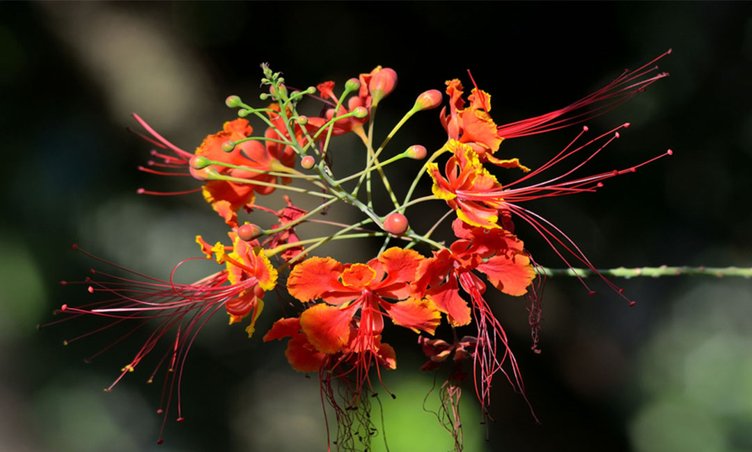 迪庆花帮主百科词条创建案例